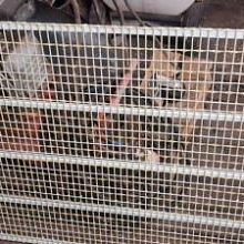 Сетка для бройлеров